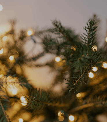 Проведіть зимові свята серед лісу, на березі Дніпра – у комфорті приватних бунгало Secret Resort.